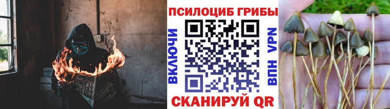 купить наркотики цена  shop наркотические препараты  Псилоцибиновые грибы Psilocybe  Володарск 